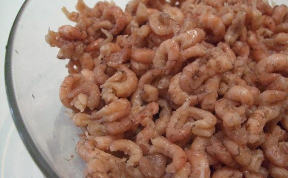 This is how the shrimps look
