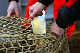 commercial fishing: measuring the openings in a net [Credit: © European Community, 2006]
