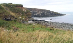 Cullernose Point