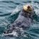 North American Sea Otter