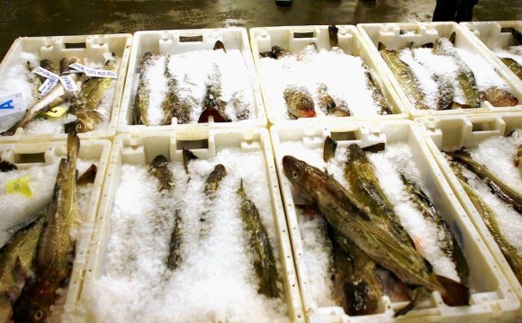 Overfishing North Sea
