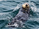 North American Sea Otter