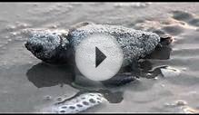 Daytime Sea Turtle Nest Hatching, North Myrtle Beach, SC