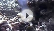 Fish of the deep Ocean Sea Full Documentary