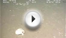 Strange fish filmed under North Sea oil rig