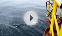 Whales in North Sea